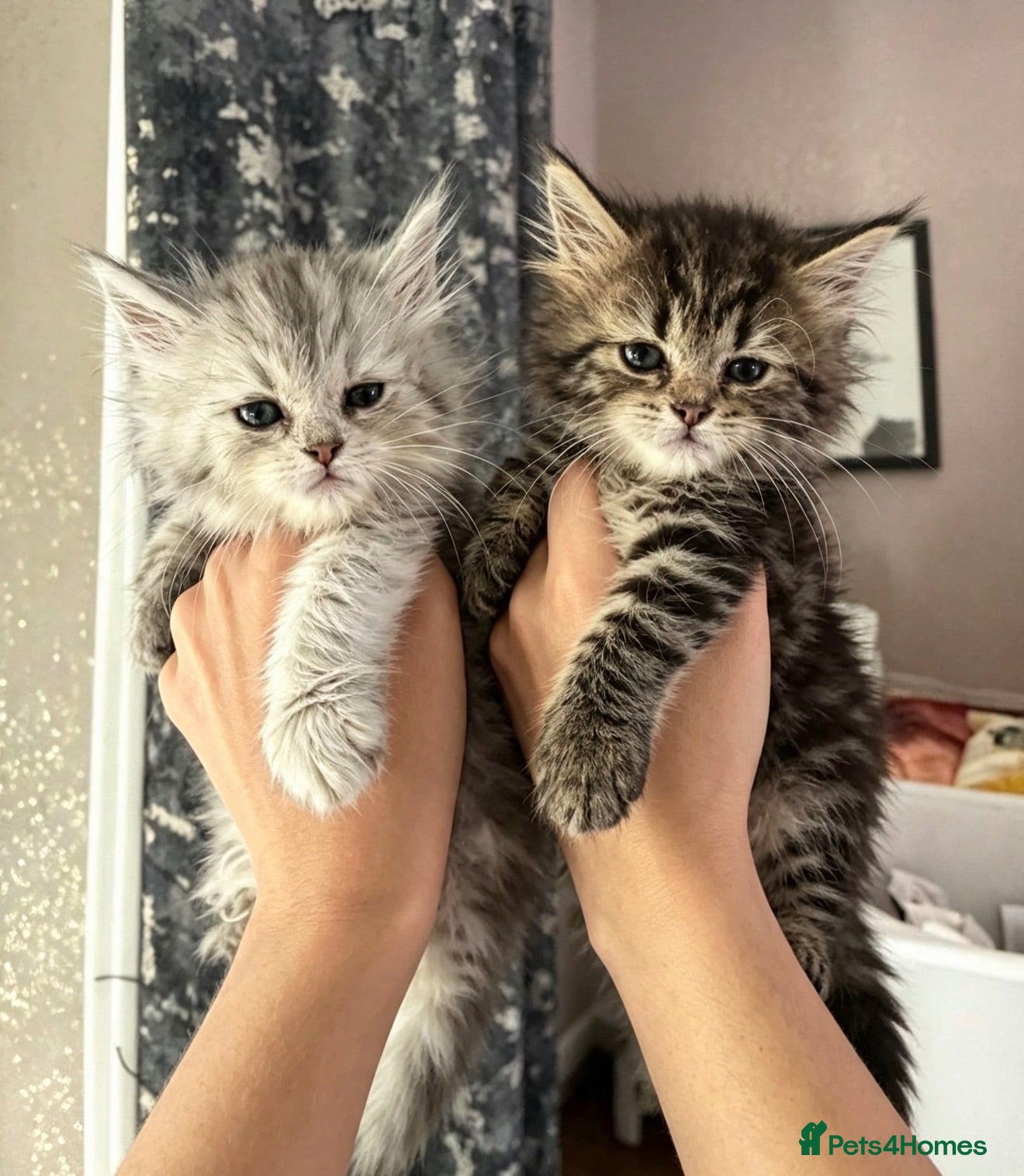 Maine Coon cats 5 Maine coon cross Persian - Advert 15
