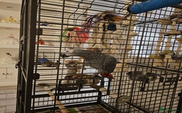 Parrots birds for sale: Male african grey parrot  - Image 3