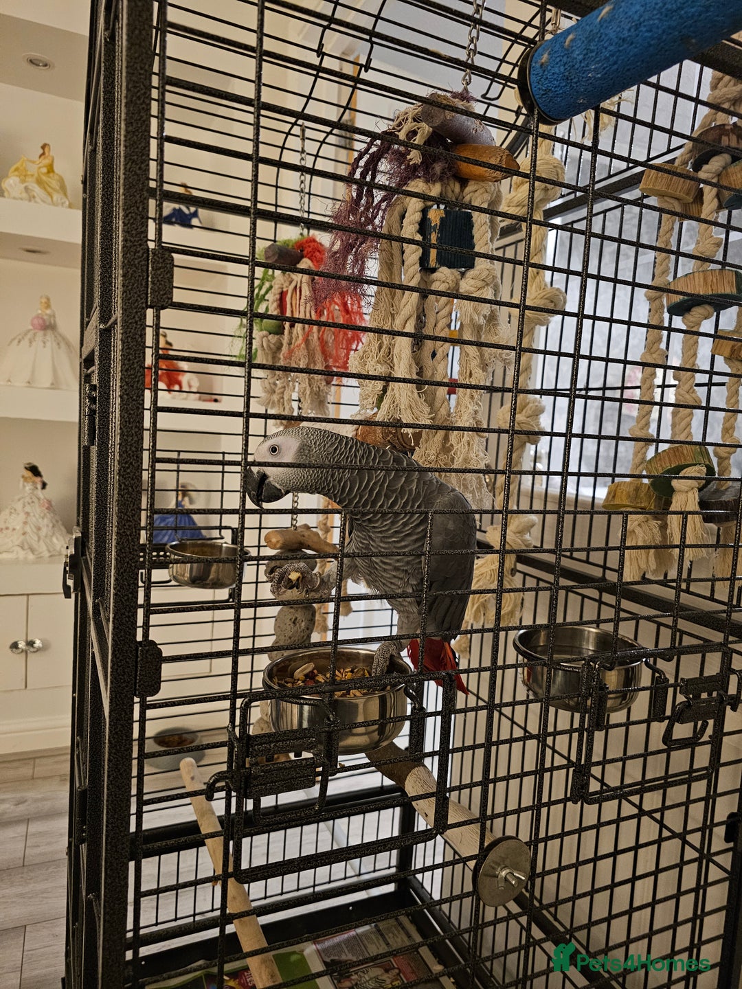 Parrots birds for sale: Male african grey parrot  - Image 3