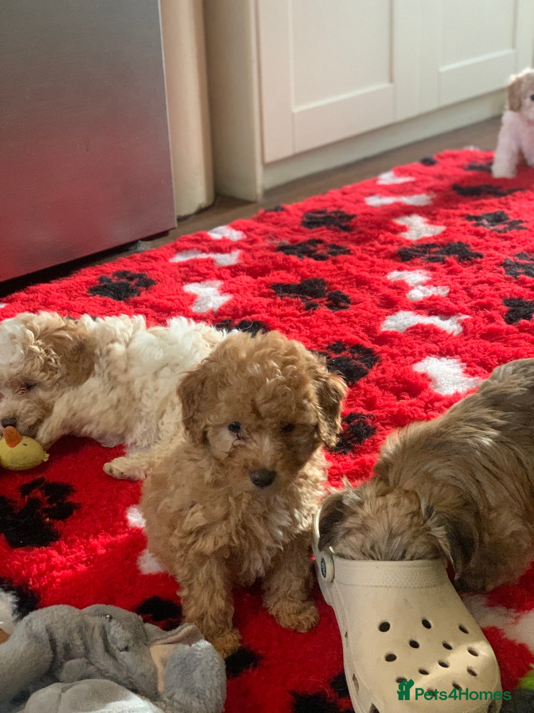 Cavapoo dogs for sale: Beautiful F2 cavapoo girls  - Advert 8