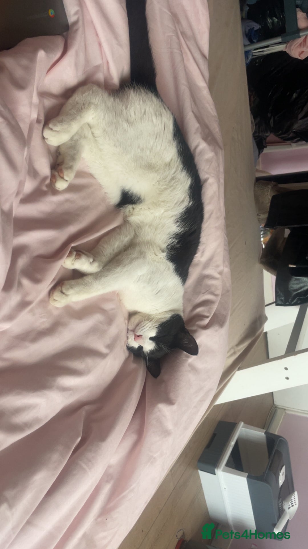 British Shorthair cats for sale: Male cat for sale  - Image 2