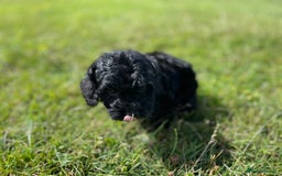Cockapoo dogs for sale: F1 cockapoos - Image 27