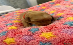 Labrador Retriever dogs for sale: Beautiful pedigree golden Labradors  - Image 3