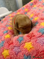 Labrador Retriever dogs - Advert 8