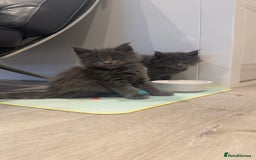 Maine Coon cats for sale: Beautiful GCCF registered main coon Kittens  - Image 3