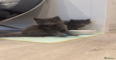 Maine Coon cats - Advert 4