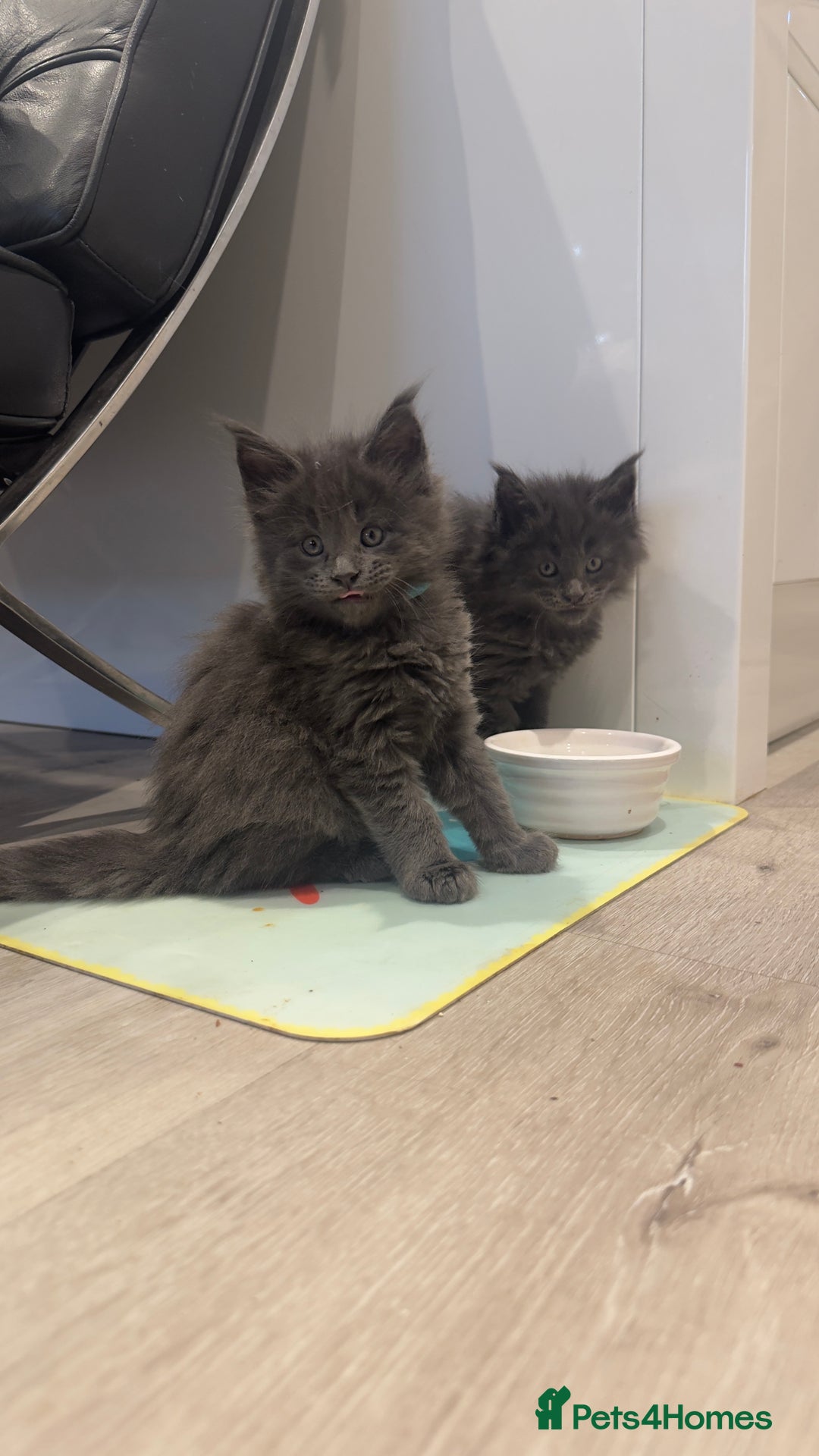 Maine Coon cats for sale: Beautiful GCCF registered main coon Kittens  - Image 3