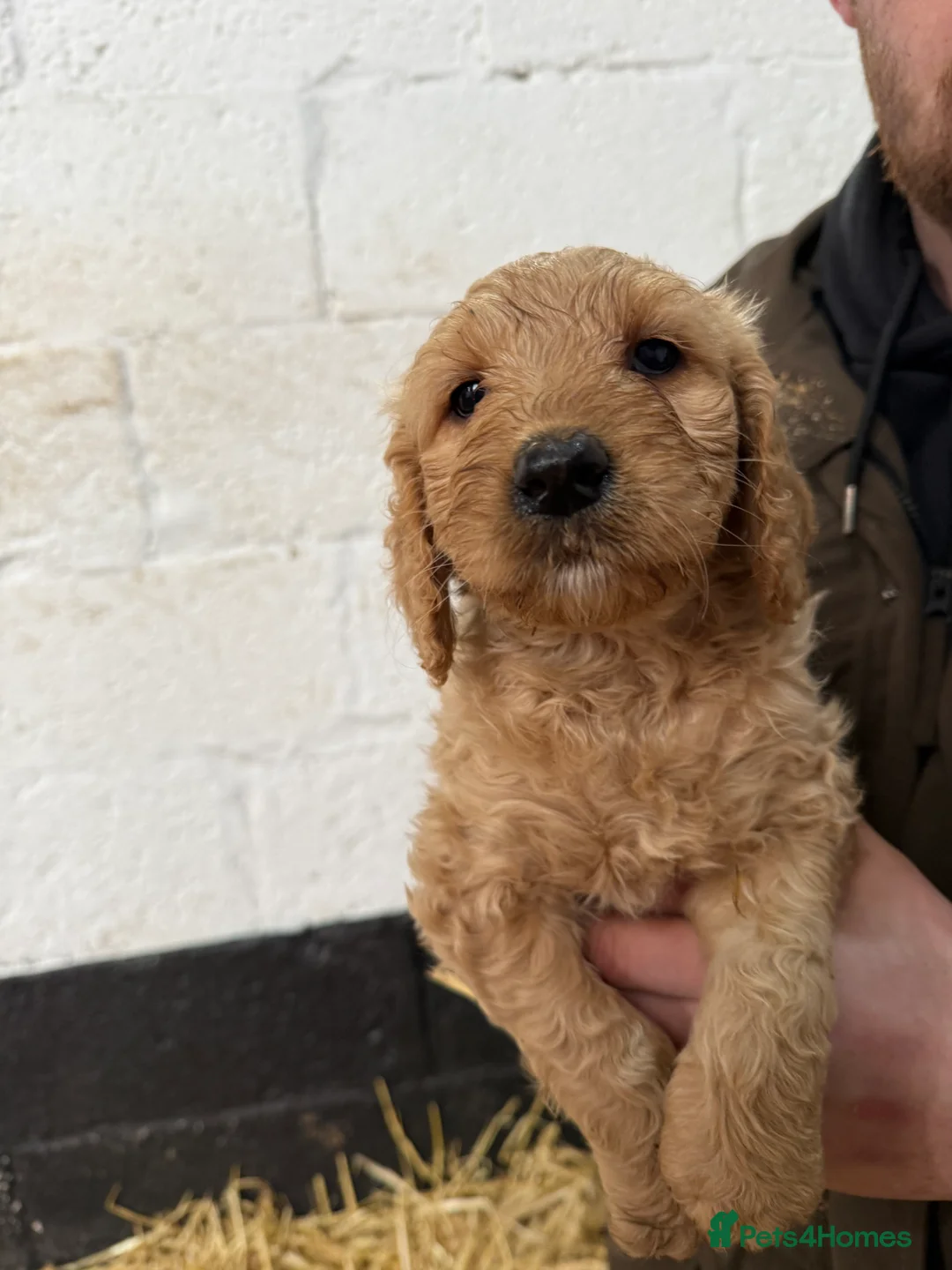 Labradoodle dogs for sale: Labradoodle pups  - Advert 8