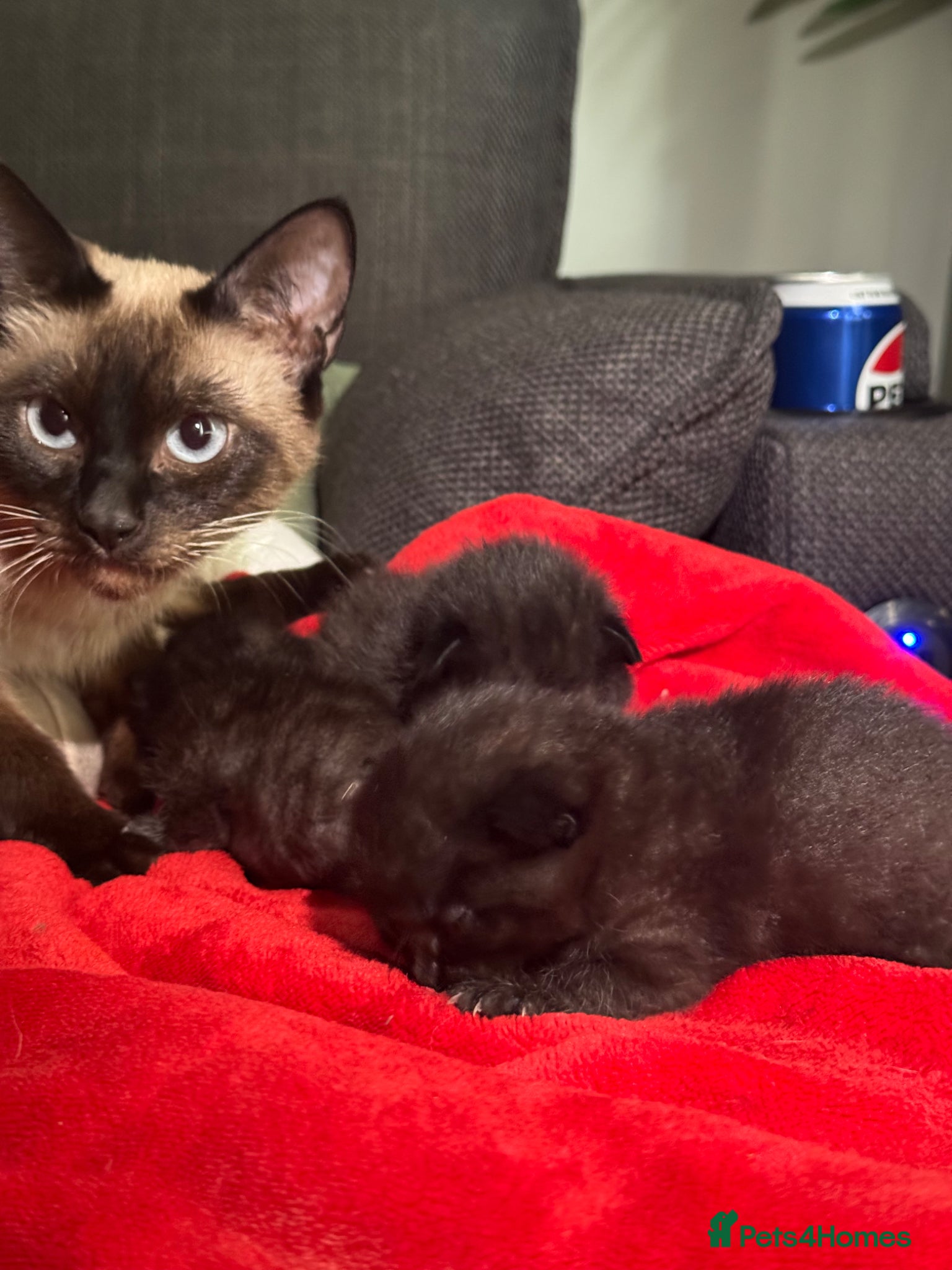 Siamese cats Beautiful Black 1/2 Siamese x kittens  - Advert 2