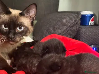 Siamese cats Beautiful Black 1/2 Siamese x kittens - Advert 2