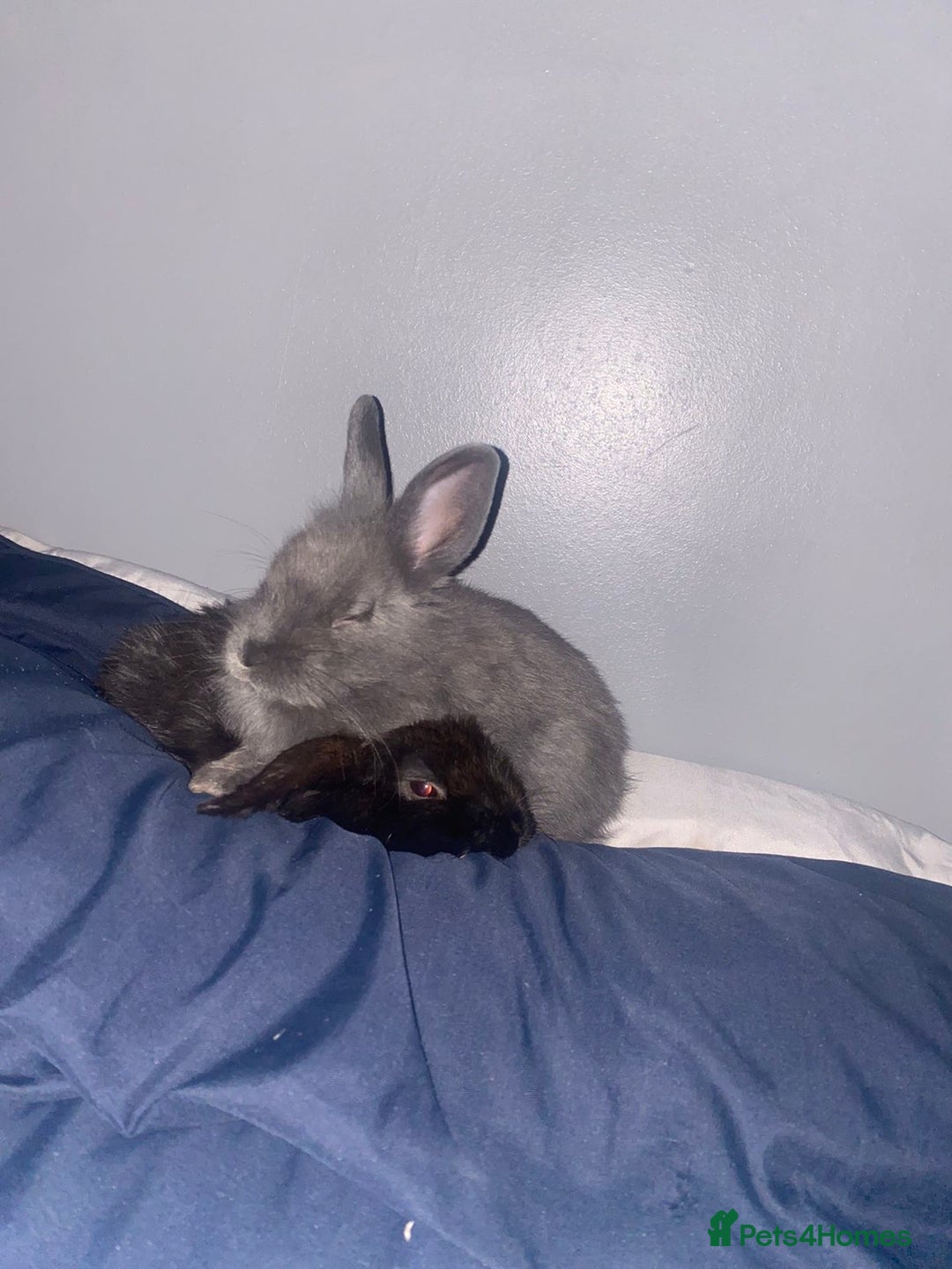 Mixed Breed rabbits for sale: 2 male rabbits  - Image 7