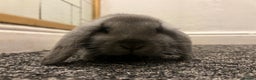 French Lop rabbits for sale: Little bunny’s  - Advert 3