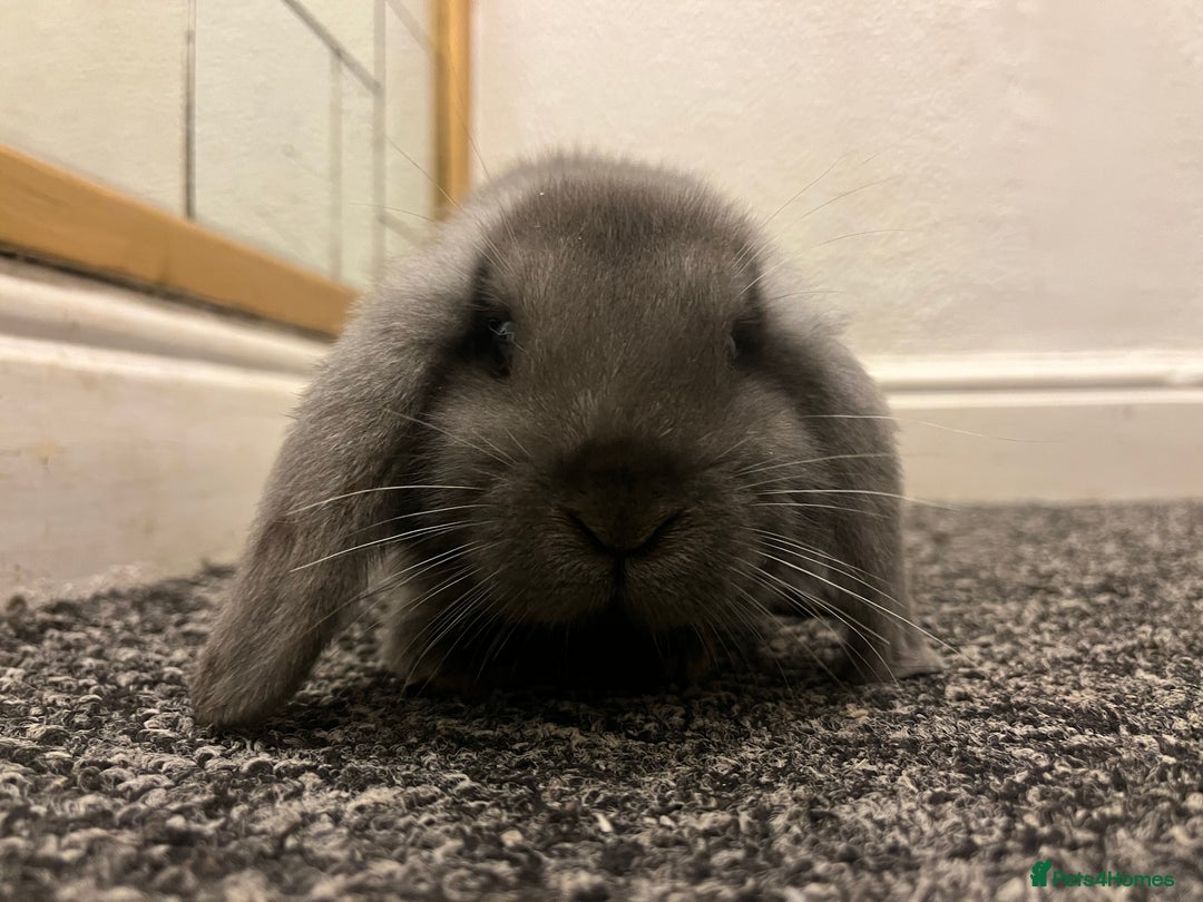 French Lop rabbits for sale: Little bunny’s  - Advert 3