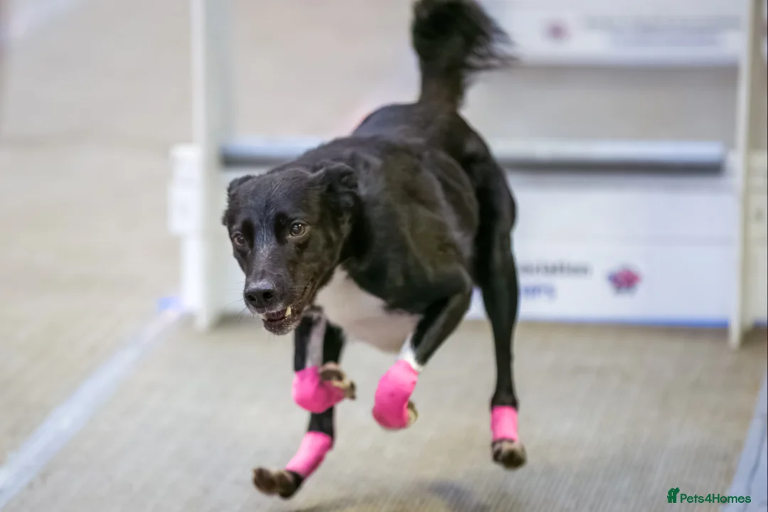 Lurcher dogs for stud: Lurcher - Collie/Whippet Crufts Flyball Champion in Stoke-on-Trent - Advert 11