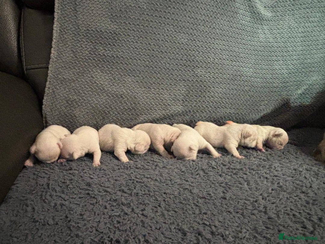 French Bulldog dogs for sale: Platinum Lilac Intensity - Fluffy Carriers - Advert 3