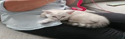 British Shorthair cats for sale: READY NOW GCCF Registered Kittens For Sale - Advert 15