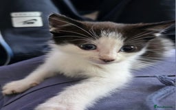 Mixed Breed cats for sale: Beautiful Calico Kittens - Image 7