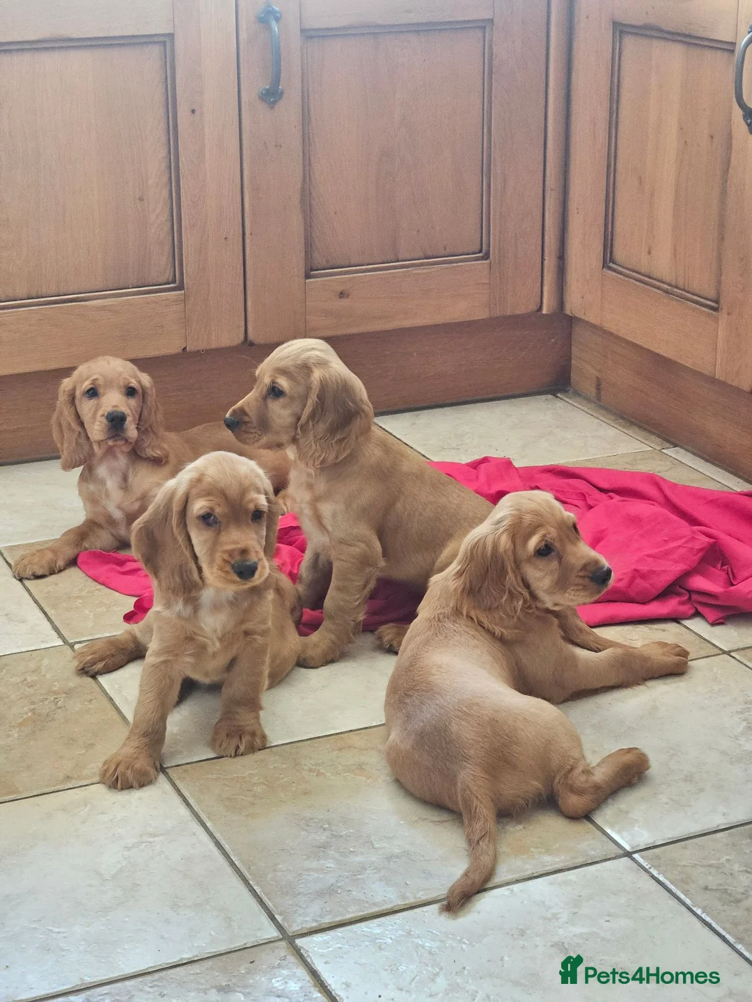 Cocker Spaniel dogs for sale: Cocker Spaniels Ready Now!!!!! - Advert 1