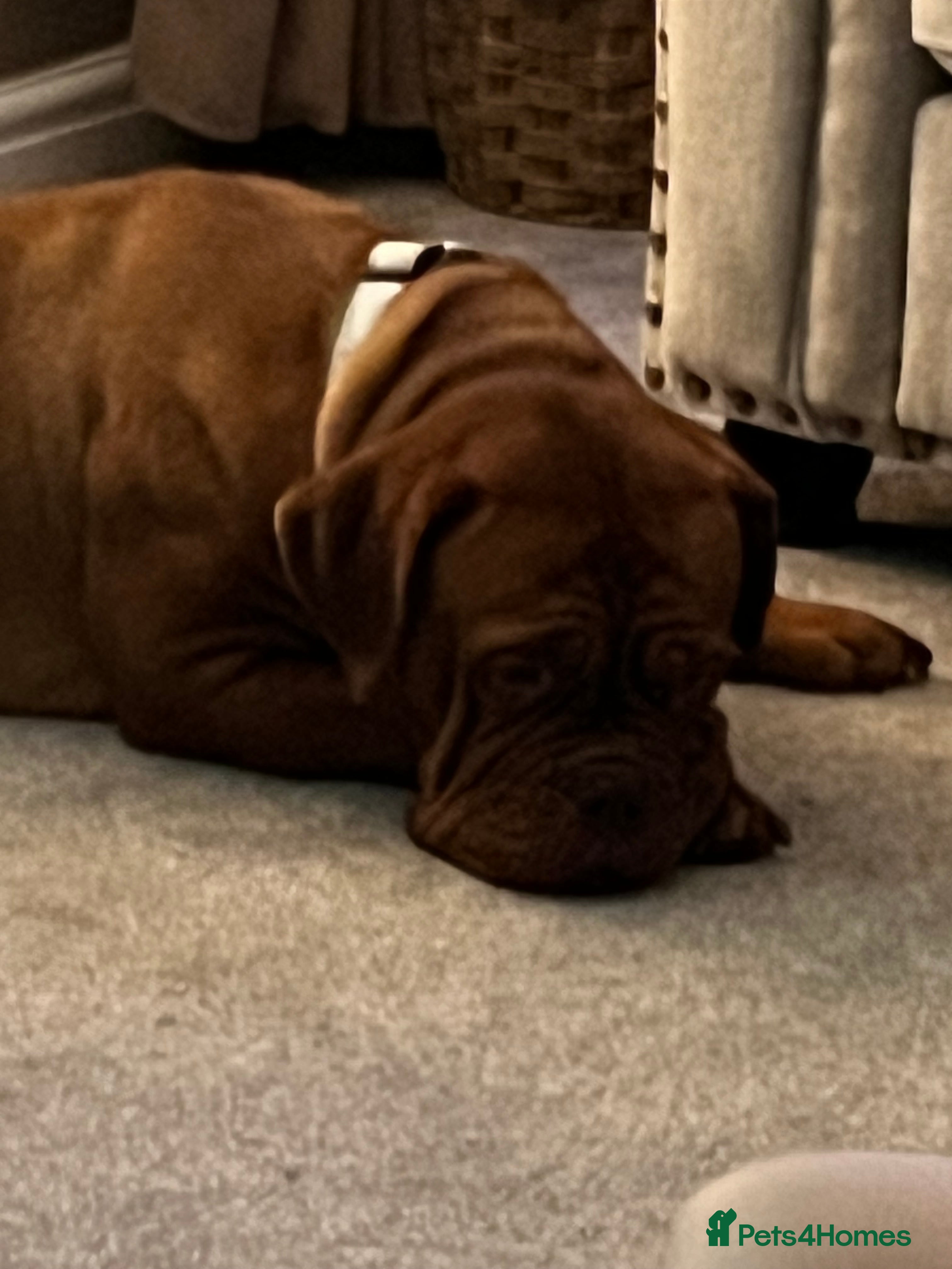 Dogue De Bordeaux dogs Dogue de Bordeaux for sale  - Advert 1