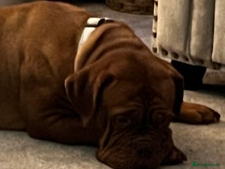 Dogue De Bordeaux dogs Dogue de Bordeaux for sale - Advert 1