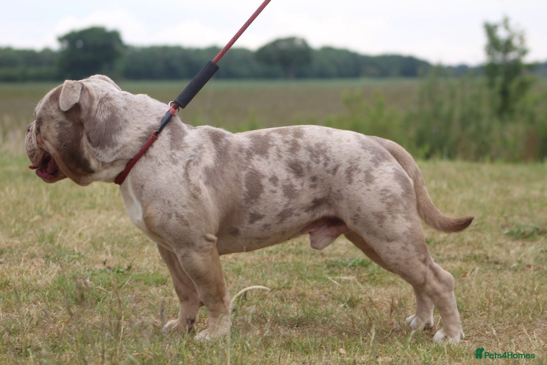 Olde English Bulldogge dogs for stud: Stud dog  in Havant - Image 4