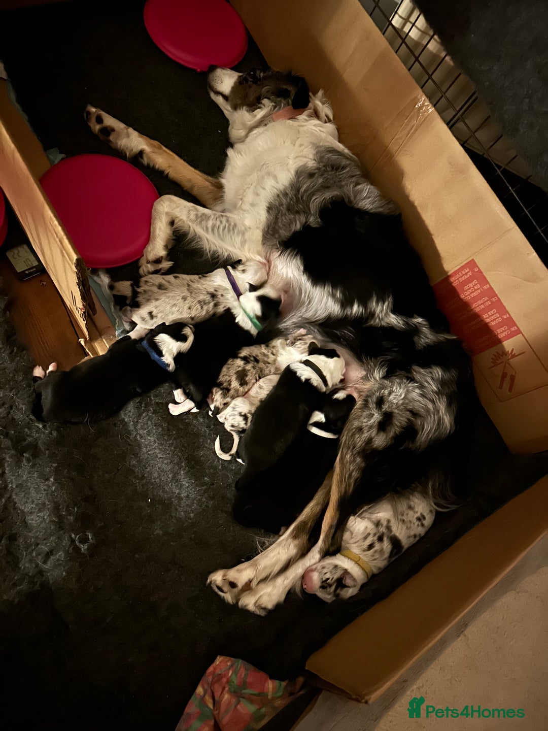 Border Collie dogs for sale: Beautiful litter of 8 border collies puppies - Advert 3