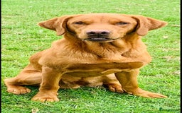 Labrador Retriever dogs for stud: Fully health tested, stunning Labradors - Image 5