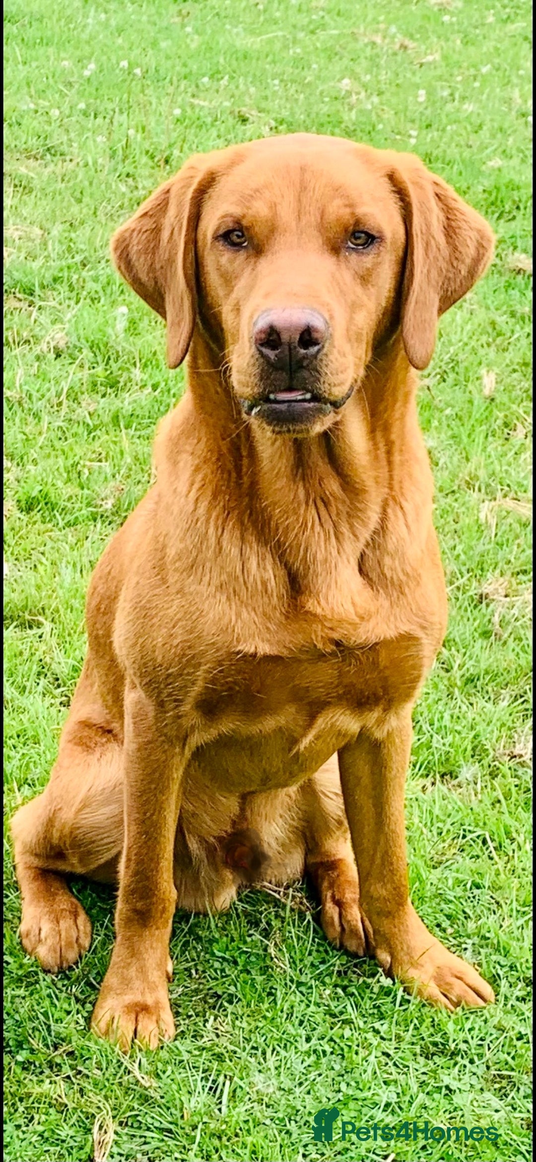 Labrador Retriever dogs for stud: Fully health tested, stunning Labradors - Image 5