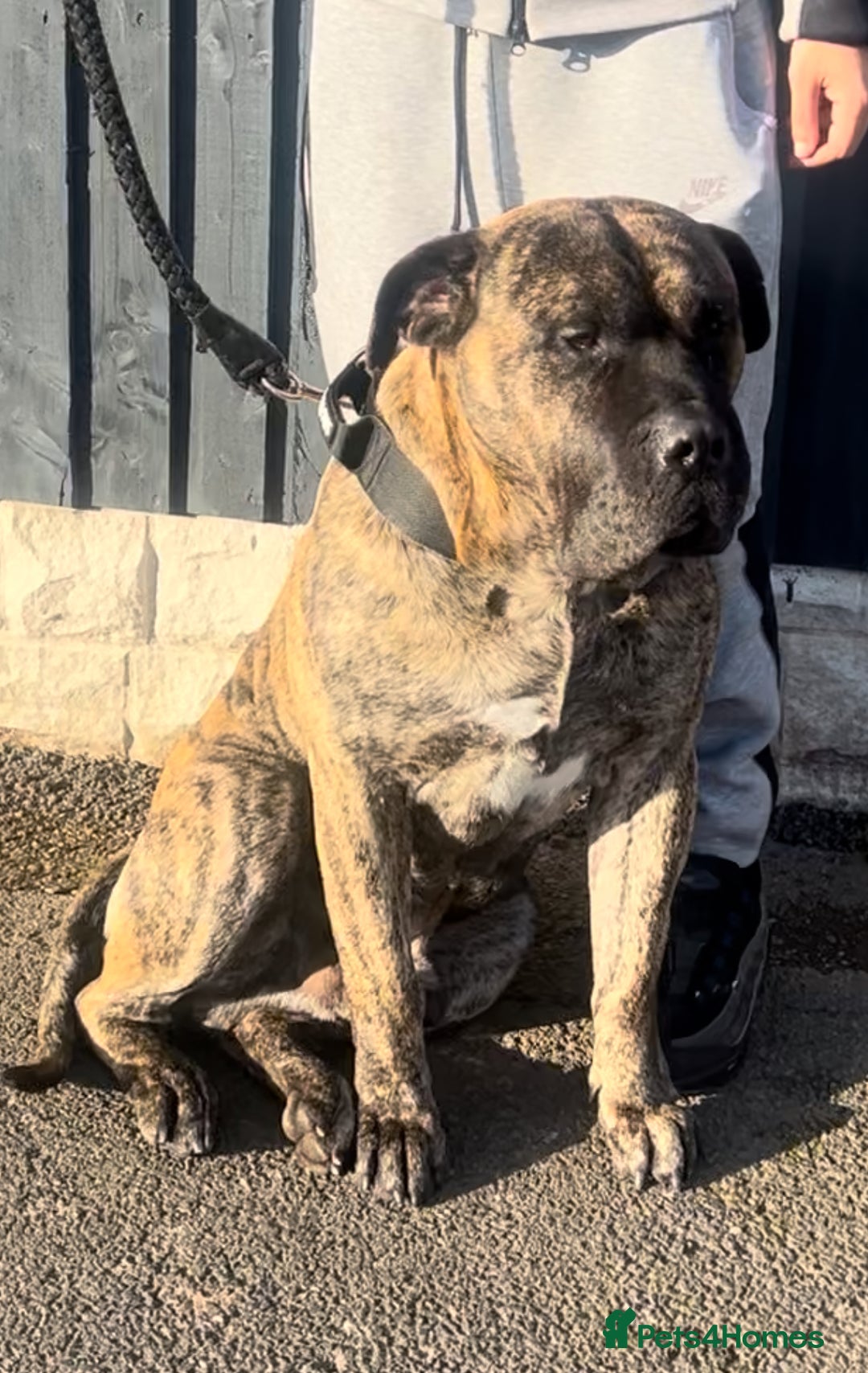 Presa Canario dogs for sale: Presa Canario Puppies Spanish x Serbian Imports - Advert 9