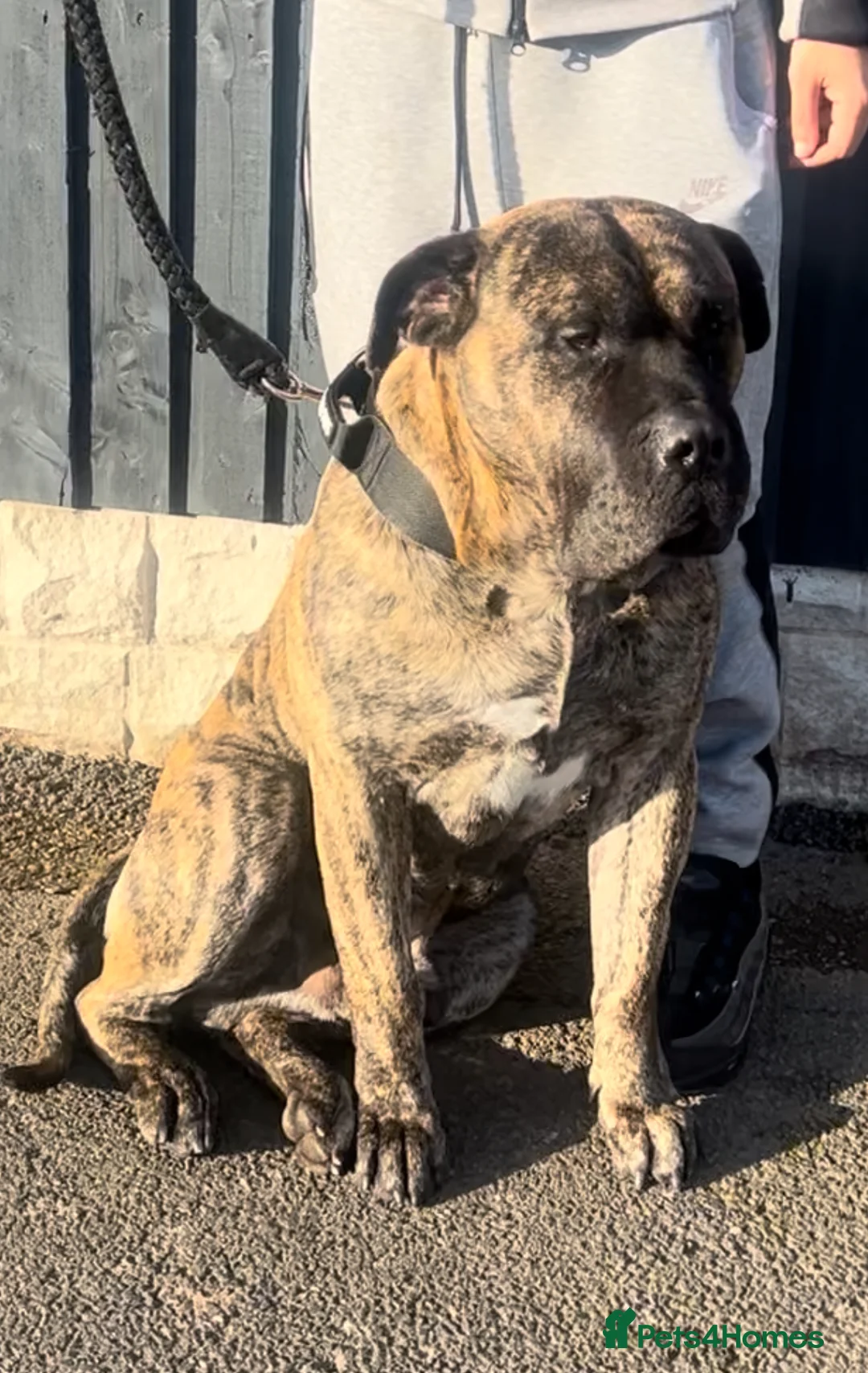 Presa Canario dogs for sale: Presa Canario Puppies Spanish x Serbian Imports - Advert 3