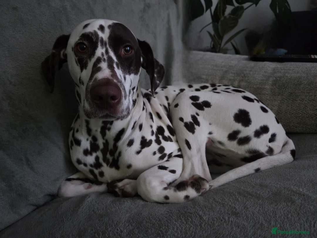 Dalmatian dogs for sale: Exciting litter due mid march! - Advert 2