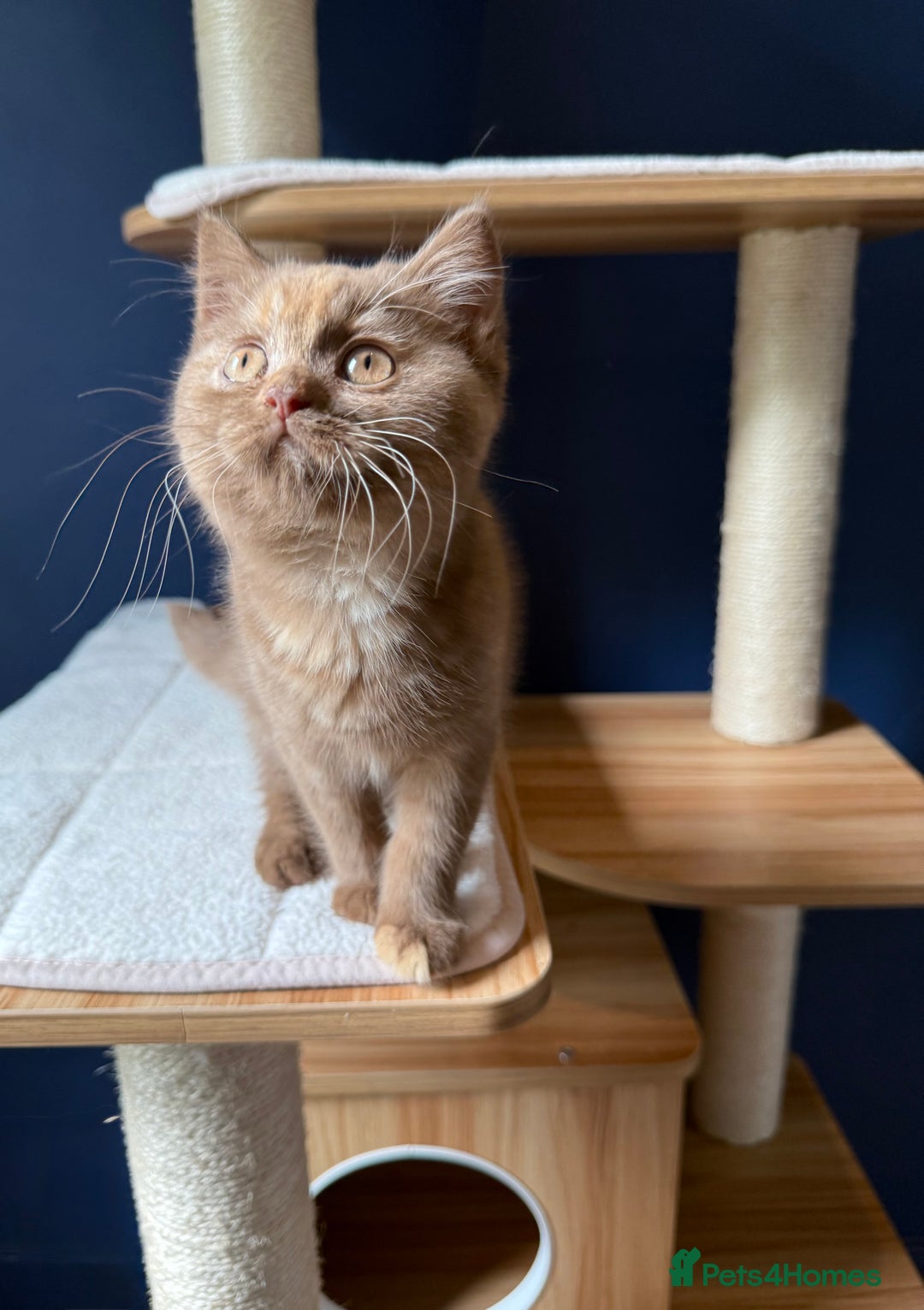 British Shorthair cats for sale: STUNNING FEMALE BRITISH SHORTHAIR KITTEN🧡 - Image 5