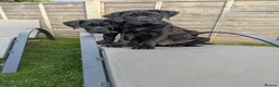 Presa Canario dogs for sale: STUNNING BLACK PRESA CANARIO PUPS  - Advert 3
