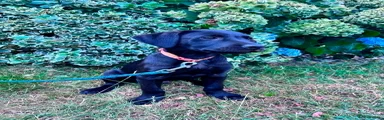 Wilarklodge Dexter Lad