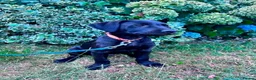 Labrador Retriever dogs for sale: KC Reg Puppies, FTCH Bred with versatility in mind - Advert 4