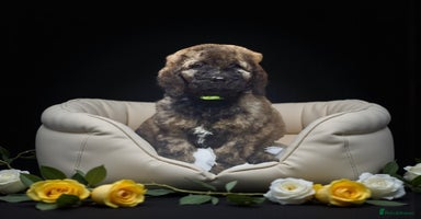 Bernedoodle dogs - Advert 16