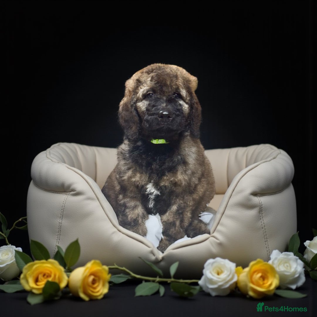 Bernedoodle dogs for sale: 6 medium f1 bernedoodle puppies for sale  - Image 3