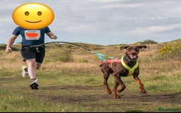 Dobermann dogs for sale: FULLY HEALTH & HEART TESTED KC  in Whitland - Image 7