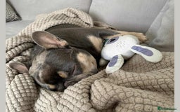 French Bulldog dogs for adoption: BEAR - needs a new, loving home. - Image 5