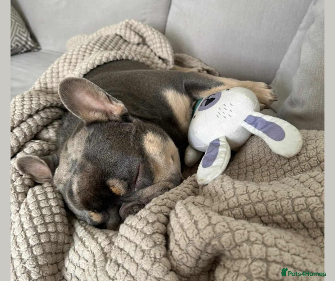 French Bulldog dogs for adoption: BEAR - needs a new, loving home. - Image 5