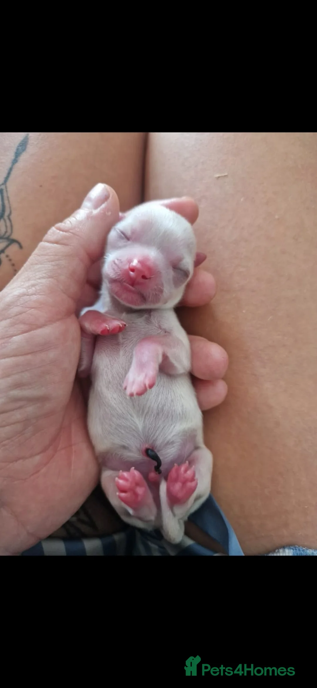 Chihuahua dogs for sale: Elite DNA-Tested Luxury Chihuahua Puppies in Chessington - Advert 1