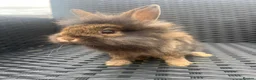 Mini Lion Lop rabbits for sale: Ready to go lionhead lops now reduced - Advert 34