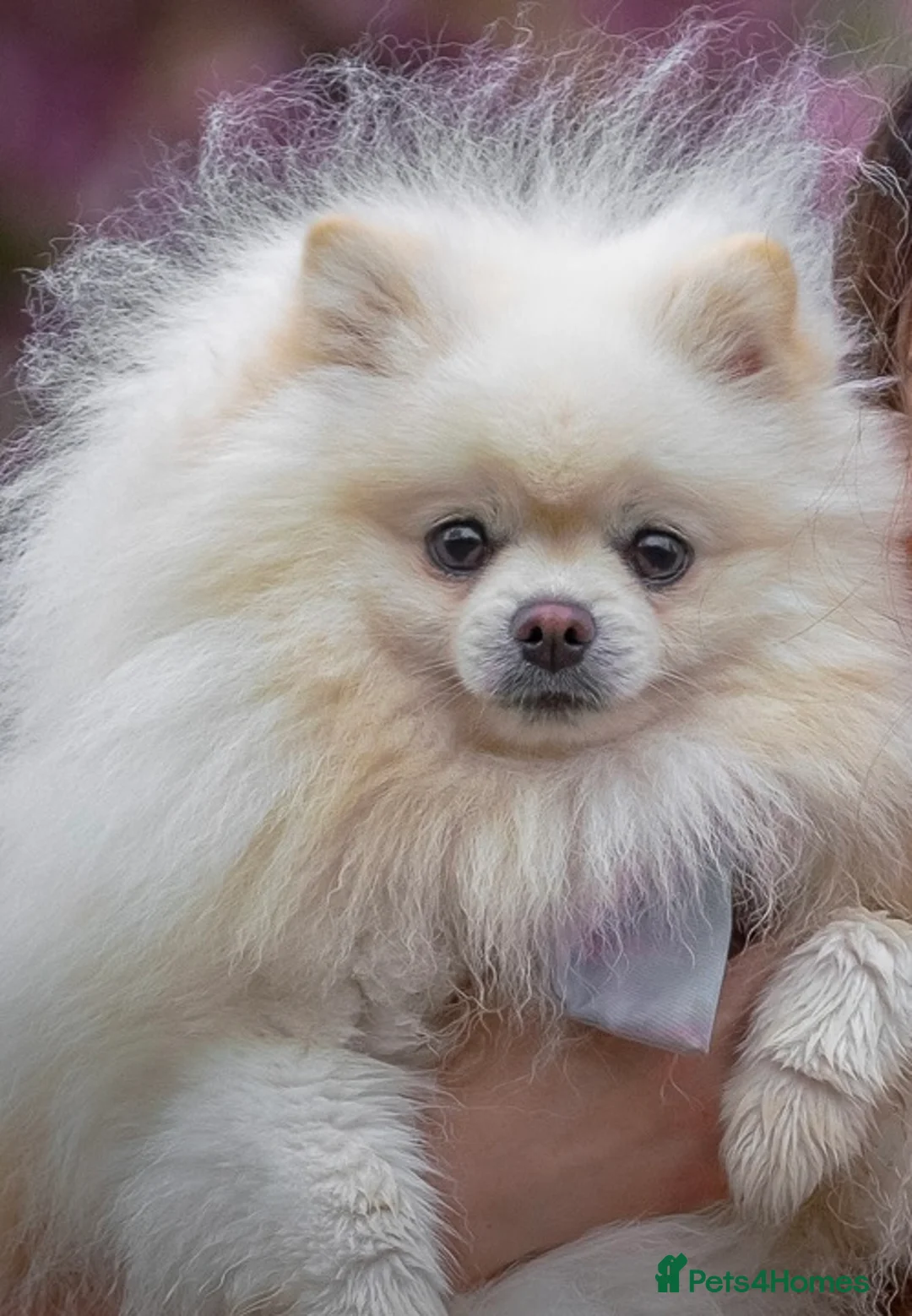 Pomeranian dogs for stud: Proven White Cream Pomeranian male for Stud in London - Advert 2
