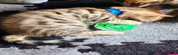 Bengal cats for sale: Stunning Bengal Kittens  - Advert 13