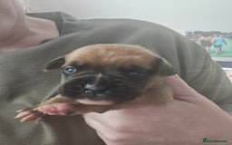 Boxer dogs for sale:  Only 2 girls left... 🥰 - Image 1