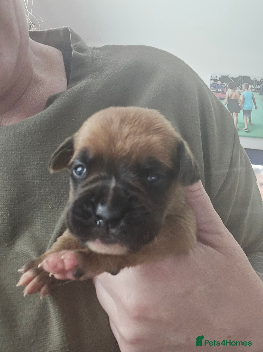Boxer dogs for sale:  Only 2 girls left... 🥰 - Image 1
