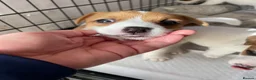 Jack Russell dogs for sale: Jack Russel Girls for sale  - Advert 9