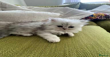 Persian cats - Advert 2