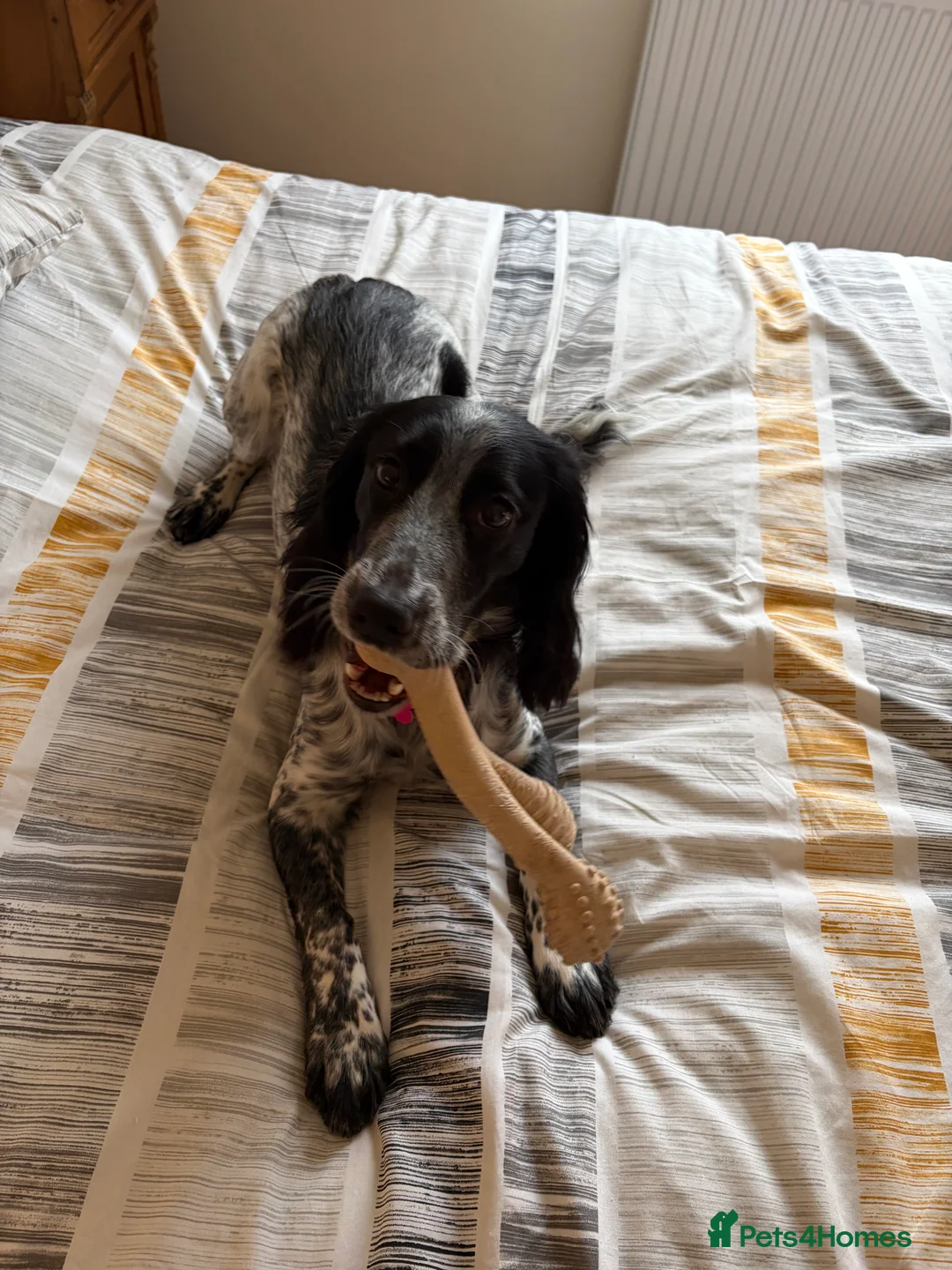 Cocker Spaniel dogs for sale: Beautiful Blue Roan Cocker Spaniel (working line) - Advert 4