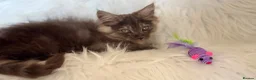 Maine Coon cats for sale: Maine coon kittens fluffy cuddly kittens - Advert 12